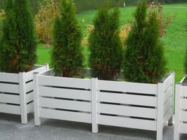 weiße Blumenkästchen aus weißen Querlatten mit Tujen